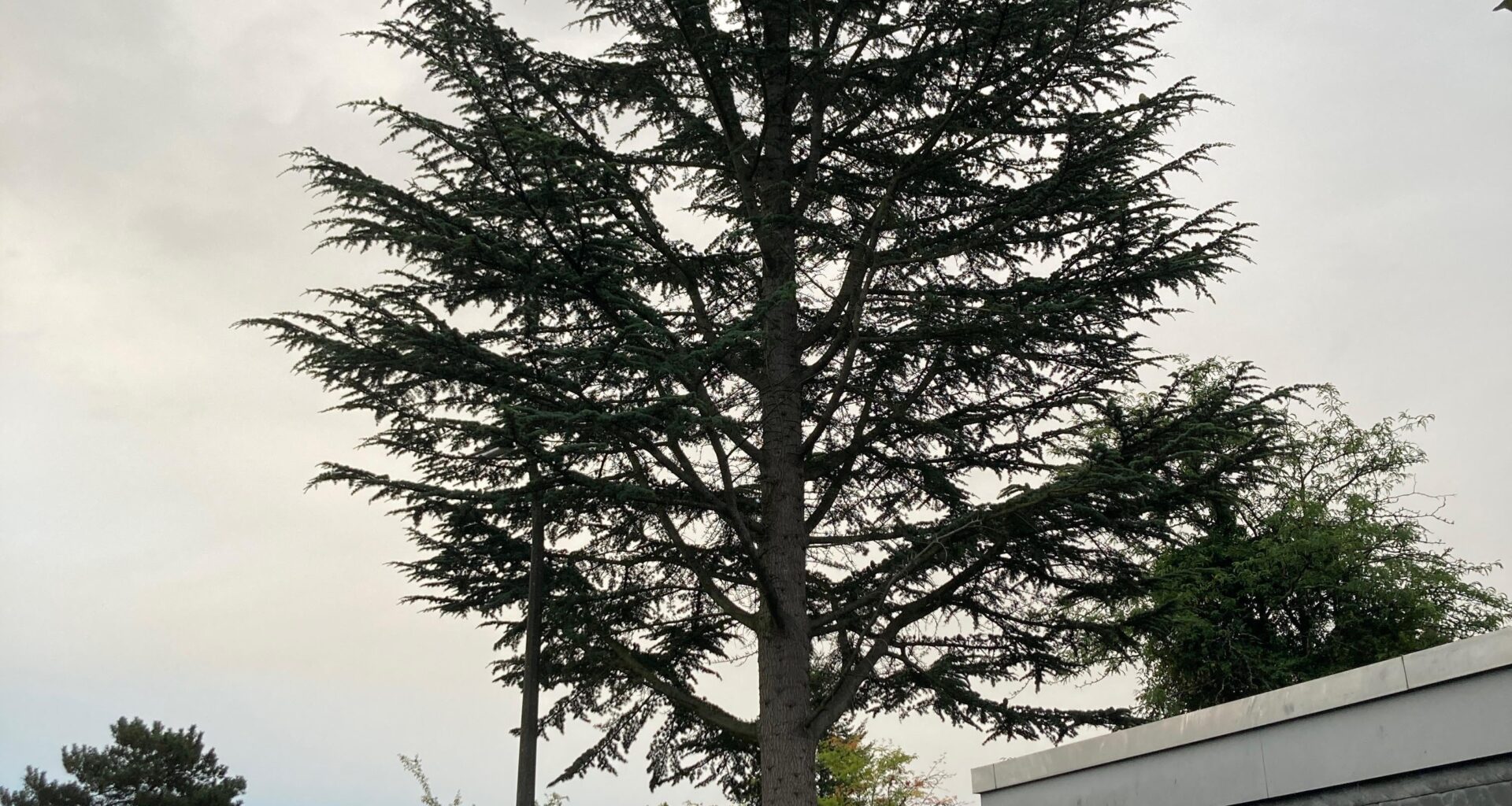 Regelmäßige Bauminspektion