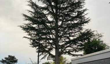 Regelmäßige Bauminspektion