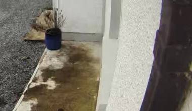 Is this a Pine Marten?