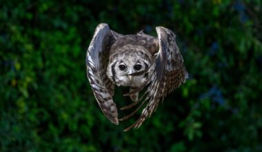 Photos from my visit to Suffolk Owl Sanctuary