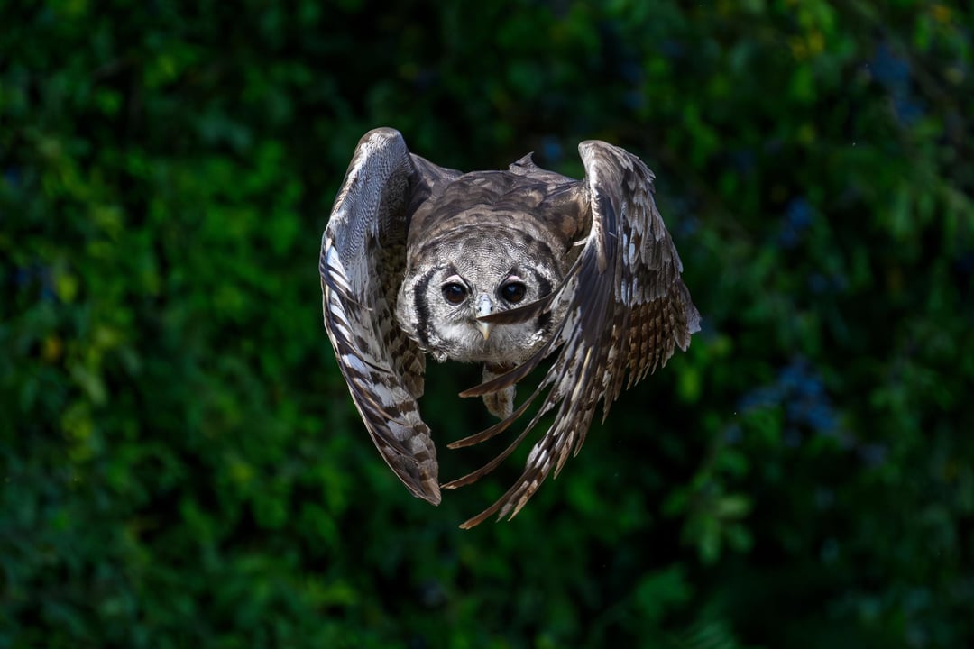 Photos from my visit to Suffolk Owl Sanctuary