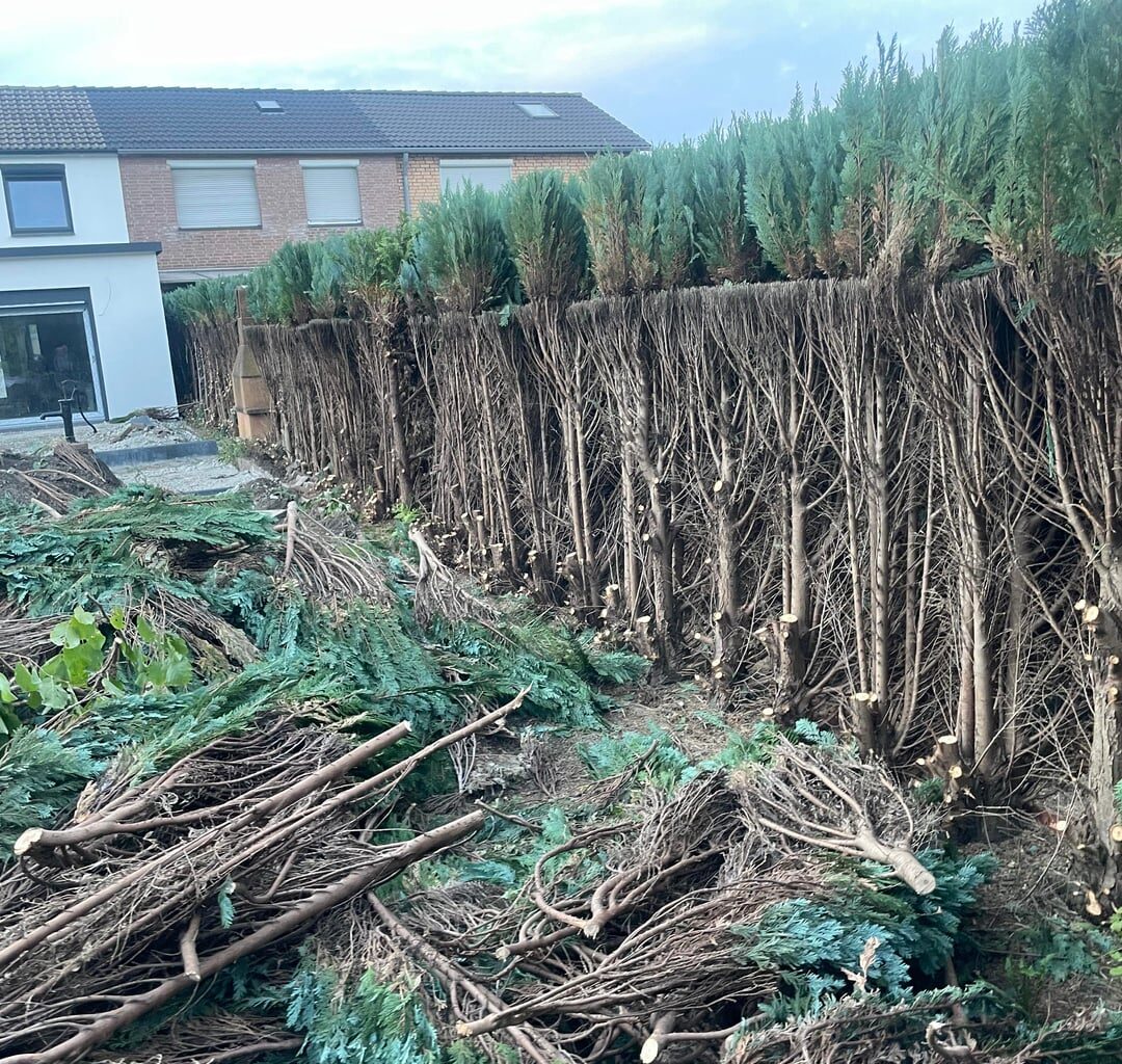 Nachbar halbiert Hecke