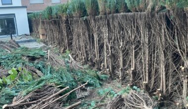 Nachbar halbiert Hecke