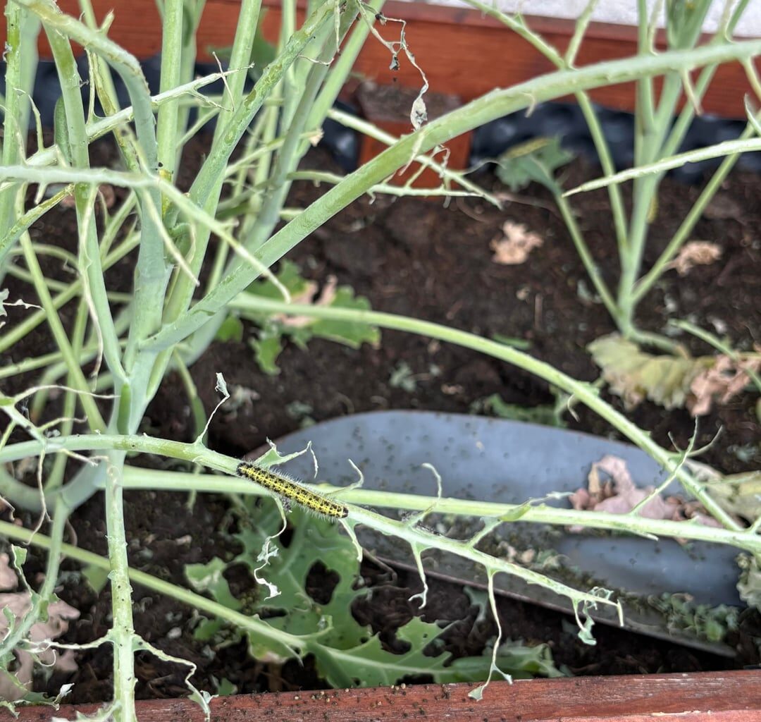 Was hat meinen Grünkohl gefressen?