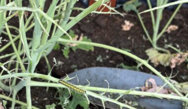 Was hat meinen Grünkohl gefressen?
