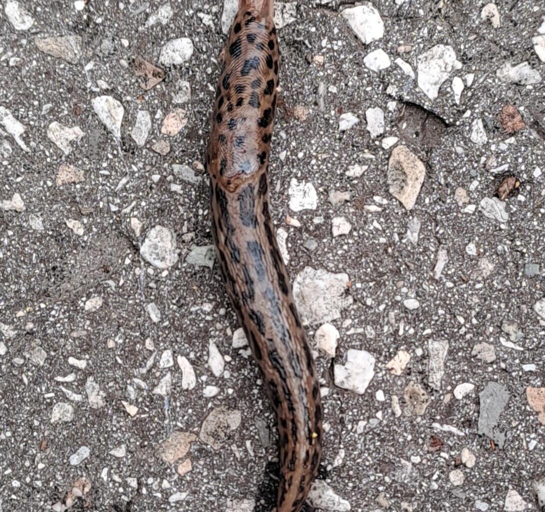Jugendlicher Tigerschnegel