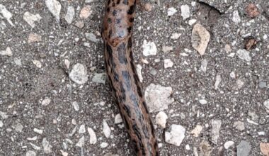 Jugendlicher Tigerschnegel