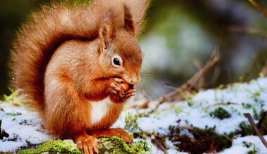 “There are two seasons in Scotland: June and Winter”-Billy Connolly