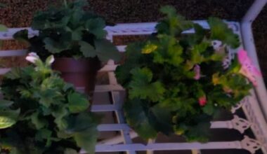 Was hab ich da letzten Frühling gepflanzt (neben den Fuchsien)