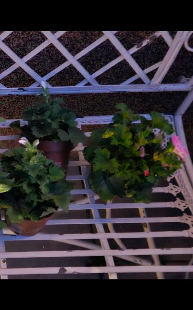 Was hab ich da letzten Frühling gepflanzt (neben den Fuchsien)