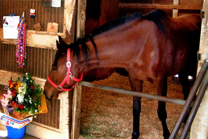 Haru Urara, losing racehorse who was a phenomenon in Japan and an 'Uma Musume' game favorite, dies at 29