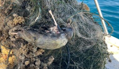 Environmental inspectors seize 400 meters of illegal fishing nets in Issyk-Kul Lake
