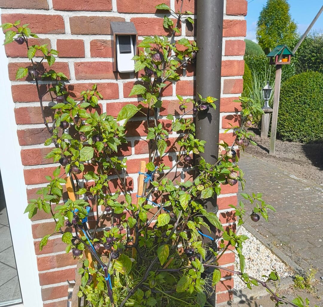 Mein Vater hat die Samen einer Supermarkt Physalis eingepflanzt und wundert sich jetzt warum seine Früchte lila/schwarz werden. Ist dies eine Tomatillo Purple und die Frucht aus dem Supermarkt war nicht reinrassig?