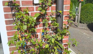 Mein Vater hat die Samen einer Supermarkt Physalis eingepflanzt und wundert sich jetzt warum seine Früchte lila/schwarz werden. Ist dies eine Tomatillo Purple und die Frucht aus dem Supermarkt war nicht reinrassig?