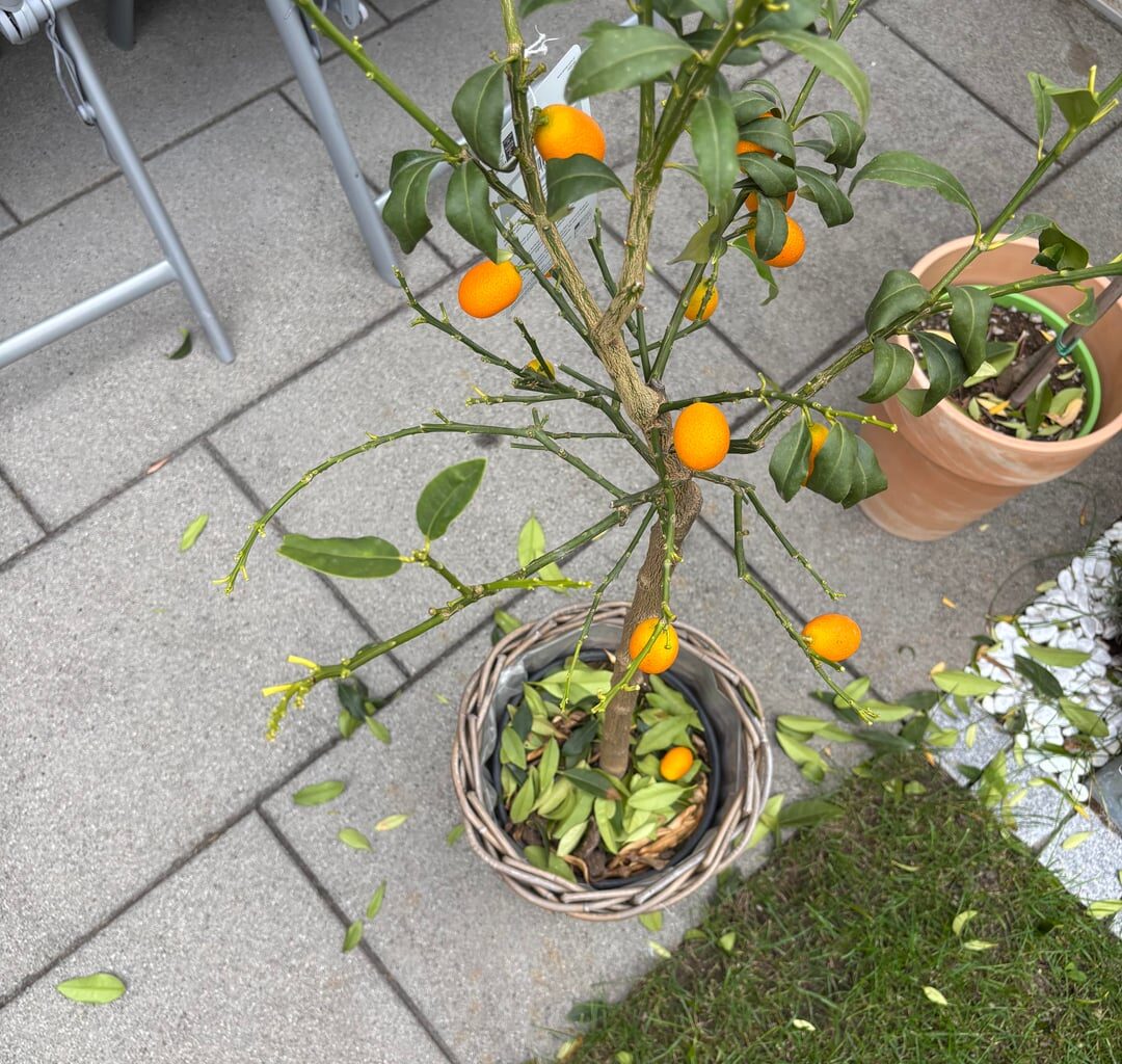 Was ist mit unserem Kumquat Baum passiert?