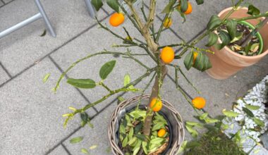 Was ist mit unserem Kumquat Baum passiert?