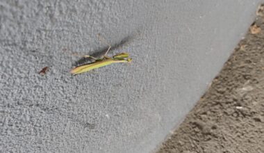 Letztlich noch hier beschwert, dass ich in Deutschland noch keine gesehen hab..