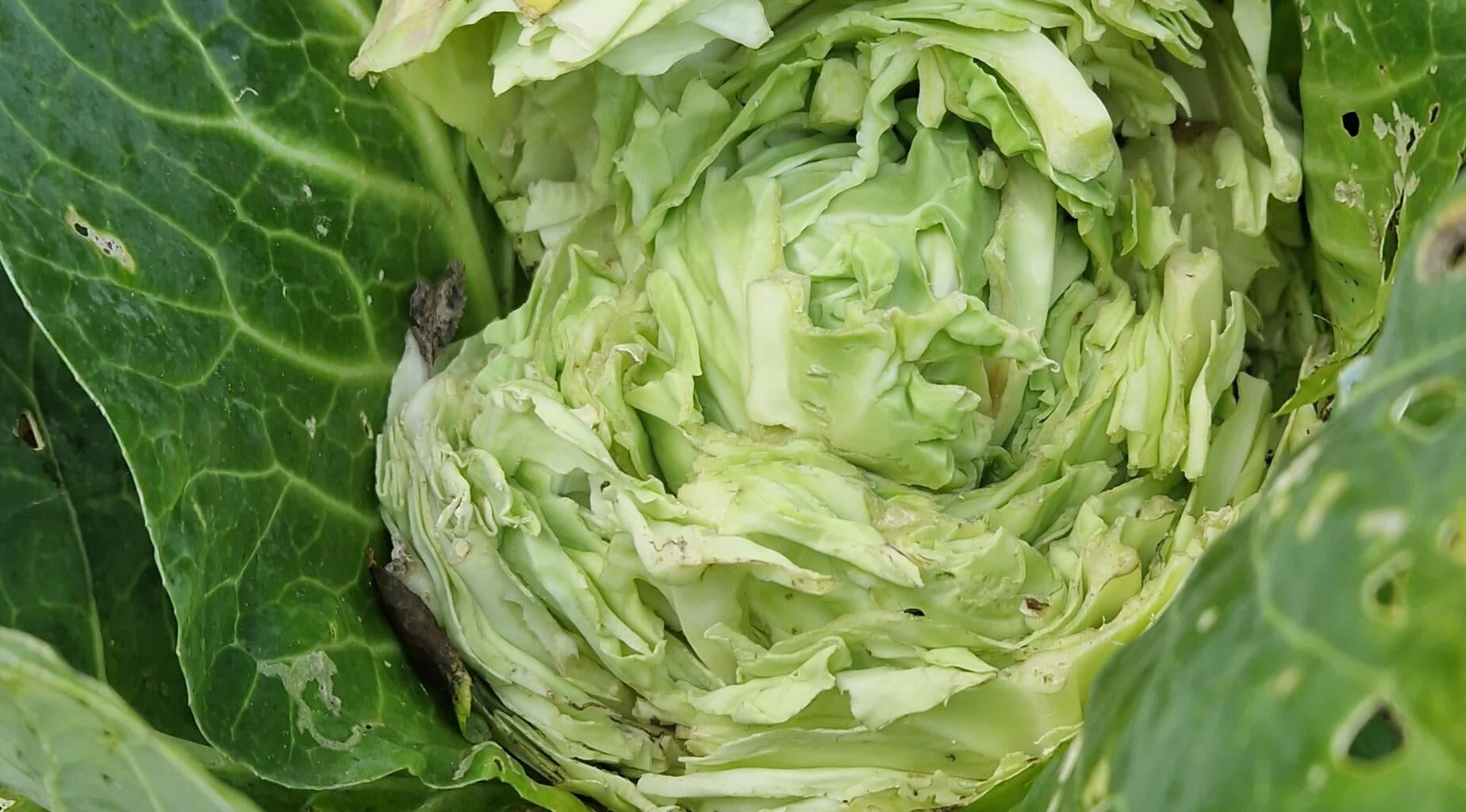 Was hat meinen Kohl verzehrt?