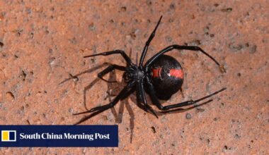 Redback spider scare at Japan’s Osaka Expo sparks safety warnings