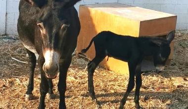 cover Third Cyprus donkey born in Athalassa park