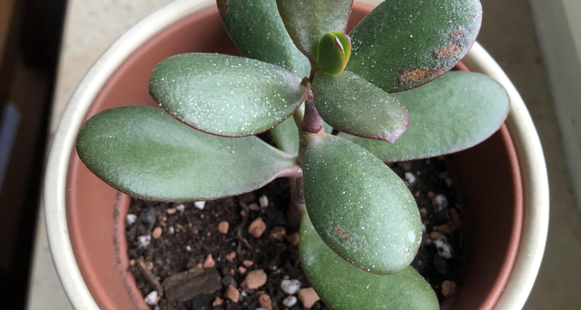 Braune Stellen und weiße Punkte auf meinem Geldbaum