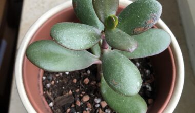 Braune Stellen und weiße Punkte auf meinem Geldbaum