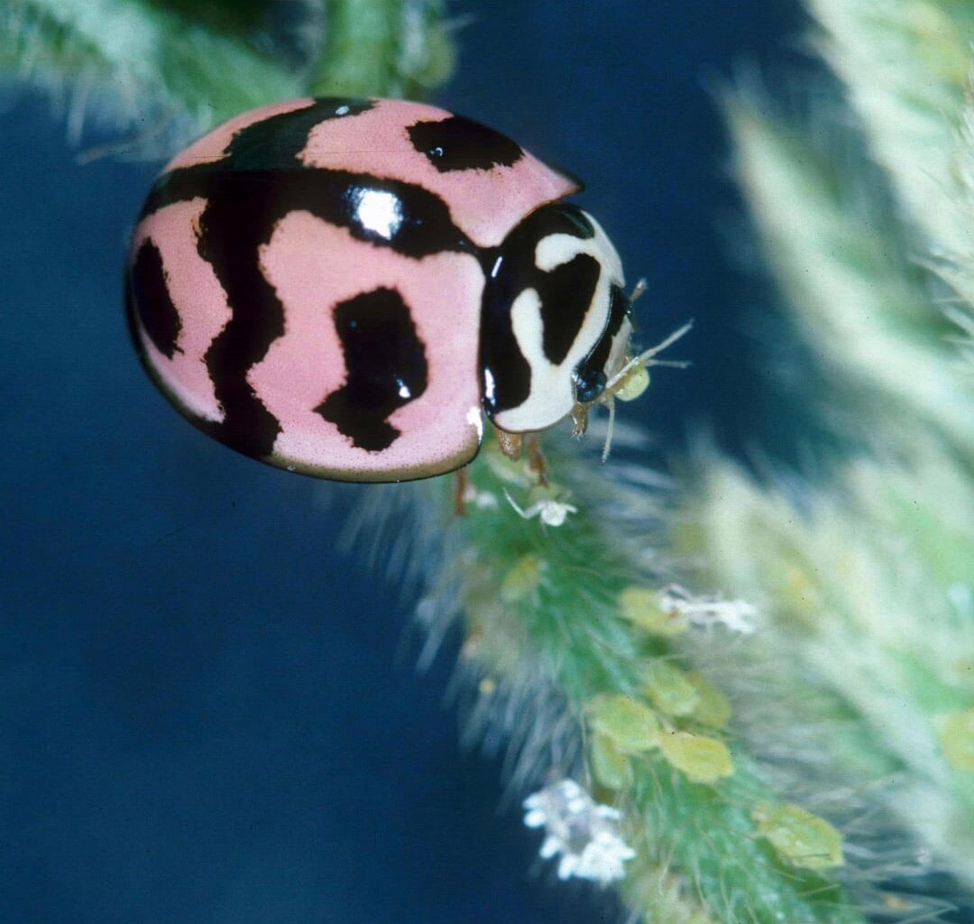 Der Lipstick Lady Beetle
