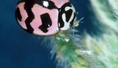 Der Lipstick Lady Beetle