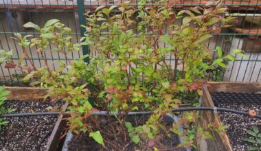 Heidelbeere auslichten?