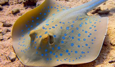 Pourquoi ma raie est-elle ainsi ?