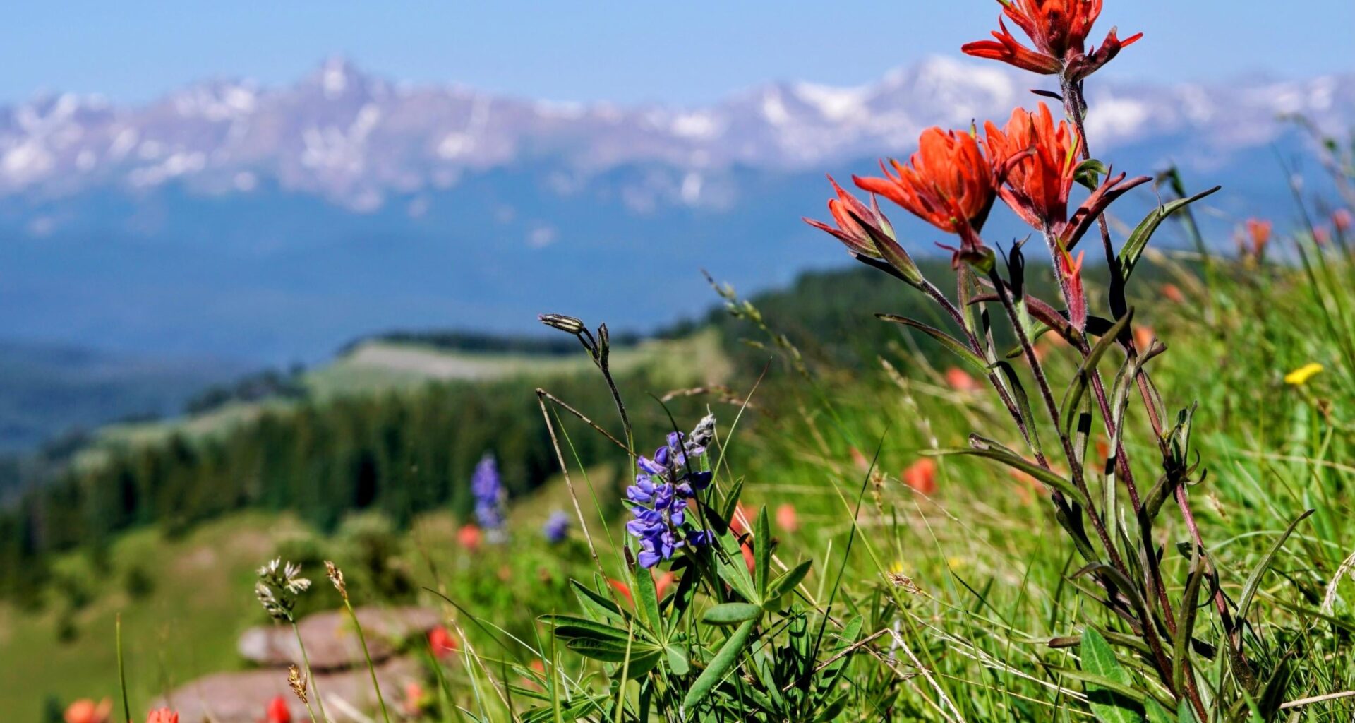 Remote mountain meadow confirms global insect crisis. Insect numbers fell by an average of 6.6 percent every year. Over two decades, that meant a 72.4 percent drop. The main culprit was rising summer temperatures, especially warmer nights.