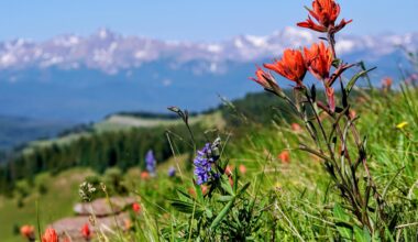 Remote mountain meadow confirms global insect crisis. Insect numbers fell by an average of 6.6 percent every year. Over two decades, that meant a 72.4 percent drop. The main culprit was rising summer temperatures, especially warmer nights.