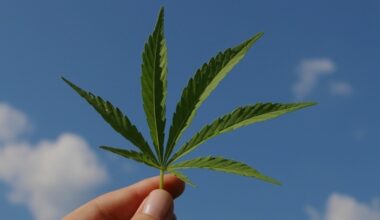 bne IntelliNews - Businesses fear Slovenia’s cannabis reform to create a workforce of stoners