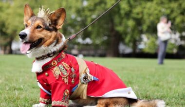 Over 60 Corgis took part in a parade in London, held in memory of Queen Elizabeth II, who passed away on 8 September 2022