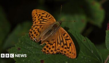 Rare butterfly spotted for the first time since 1850