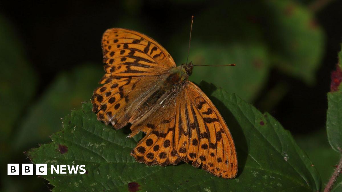 Rare butterfly spotted for the first time since 1850