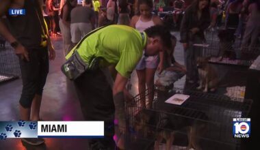 Downtown Miami’s Club Space hosts pet adoption event