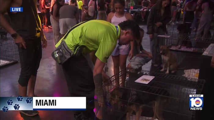 Downtown Miami’s Club Space hosts pet adoption event