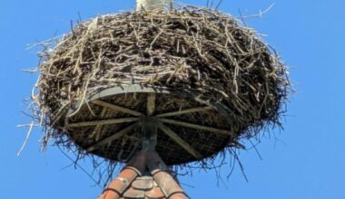 Storchennest einfach erklärt 😲🤩🇩🇪 [OC]