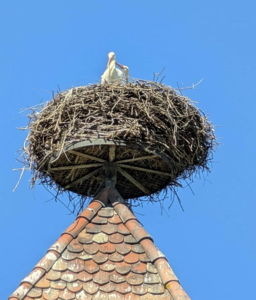 Storchennest einfach erklärt 😲🤩🇩🇪 [OC]