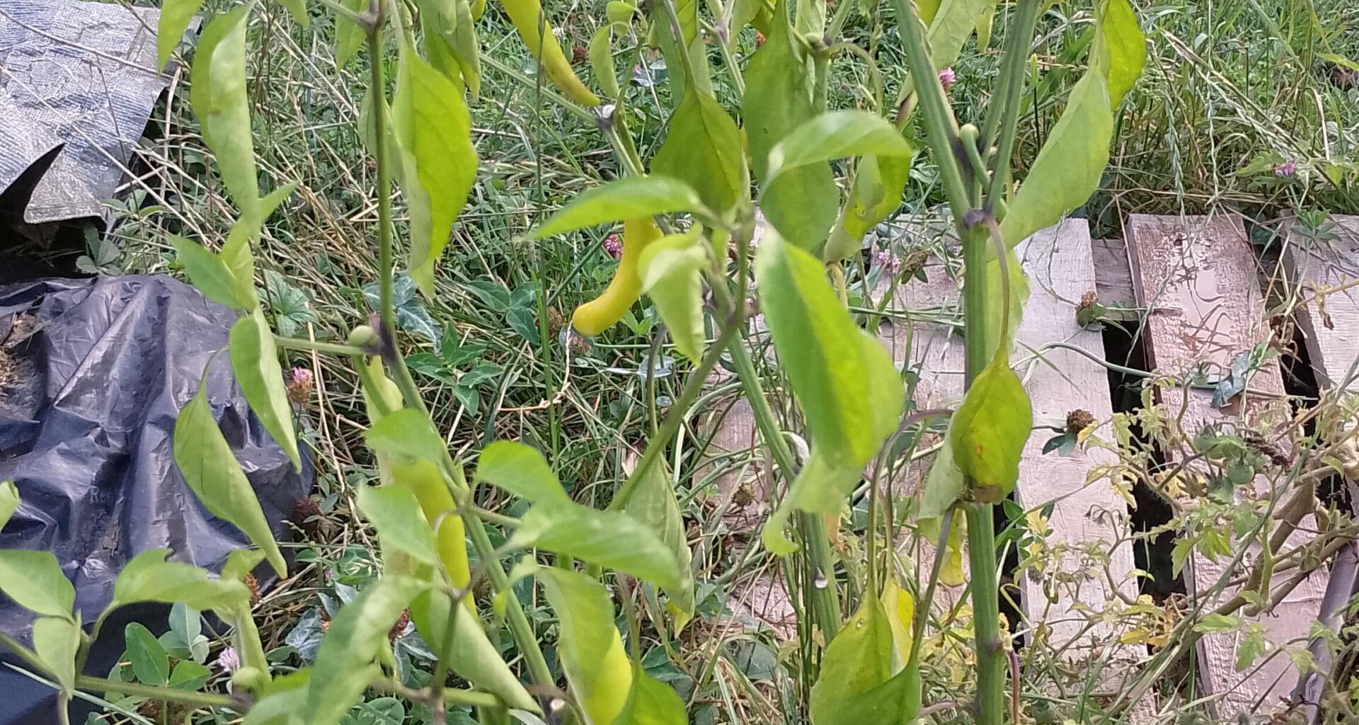 Zasadil jsem malo pálivé kozí rohy jakože na chuť. Muj jezevčík miluje papriku a somroval, tak jsem mu dal špičku. Hazel sebou jak postřelenej lachtan. Tak jsem jednu snědl a asi uhynu. Nějakej nápad co s tím zbytkem, takovej výkon nezvládnu a to ještě nevím, jaký to je, když to jde z člověka ven.