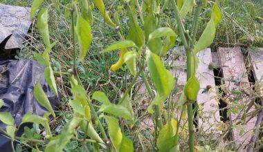 Zasadil jsem malo pálivé kozí rohy jakože na chuť. Muj jezevčík miluje papriku a somroval, tak jsem mu dal špičku. Hazel sebou jak postřelenej lachtan. Tak jsem jednu snědl a asi uhynu. Nějakej nápad co s tím zbytkem, takovej výkon nezvládnu a to ještě nevím, jaký to je, když to jde z člověka ven.