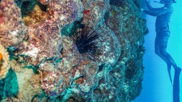 Greenhouse gas emissions from the burning of fossil fuels have pushed the acidity of the world's oceans past a safe threshold, scientists warn, threatening their ability to sustain shellfish and corals and help us in the fight against climate change.