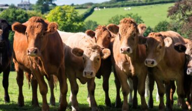Elderly hiker dies after being trampled by cows in Austrian Alps