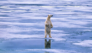 Environment: Arctic and Europe warming at double the global average