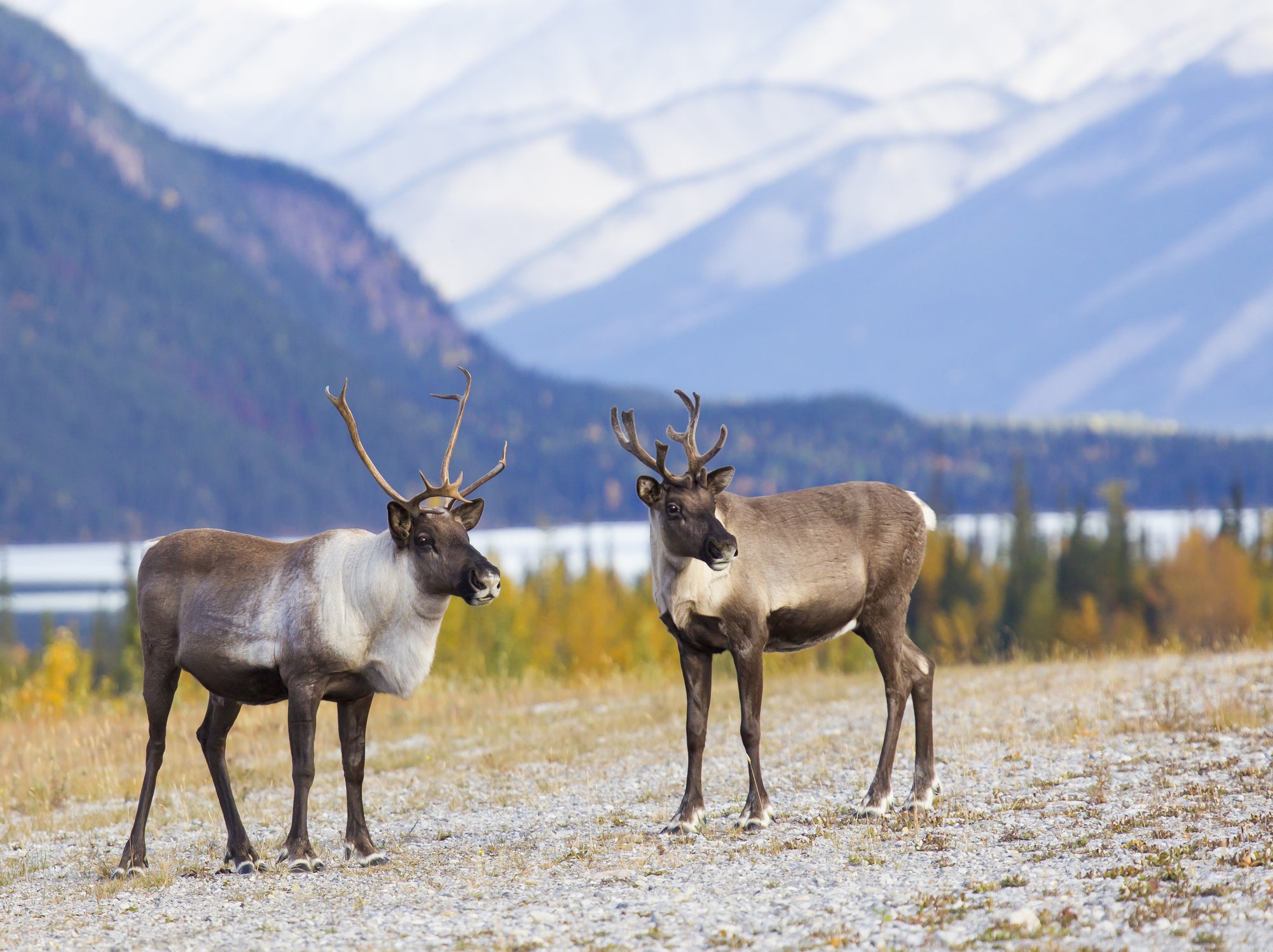 Caribou pictured in Yukon, Canada
