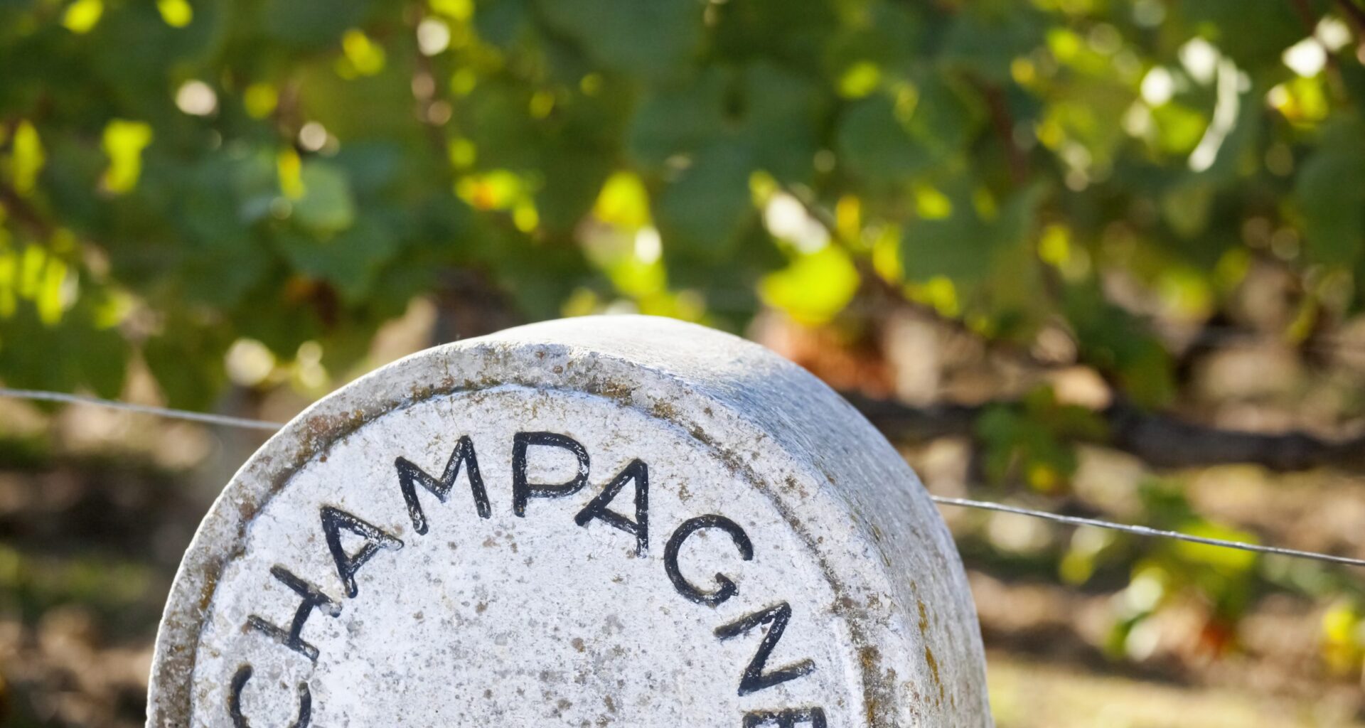 Moët employs historic plant cuttings and new PIWIS in climate change battle