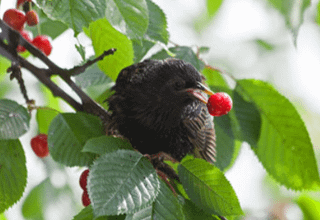 A bird's journey from Poland to Spain