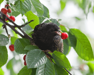 A bird's journey from Poland to Spain