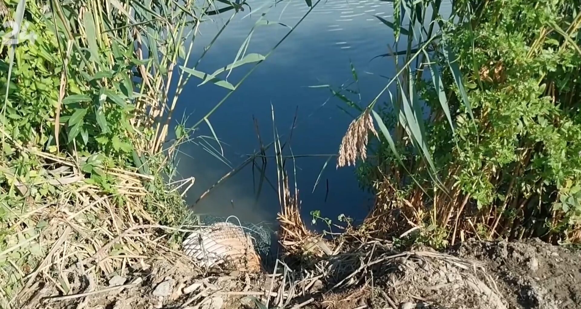 Vo Veľkom Šariši hynuli ryby pre nedostatok kyslíka v rybníkoch